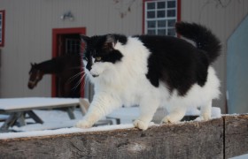 开挂辅助工具“开心泉州麻将有挂吗,是不是真的”(曝光透视必备猫腻)