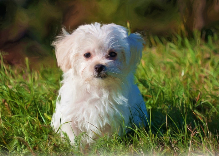 推荐一款”微乐怎么知道对方开挂”详细开挂玩法 推荐一款”微乐怎么知道对方开挂”详细开挂玩法