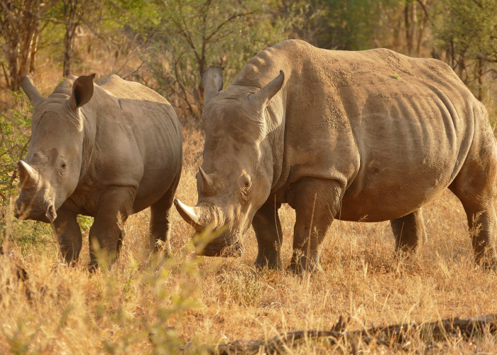 分析实测“人人互娱斗牛挂什么价格"!专业师傅带你一起了解 分析实测“人人互娱斗牛挂什么价格"!专业师傅带你一起了解