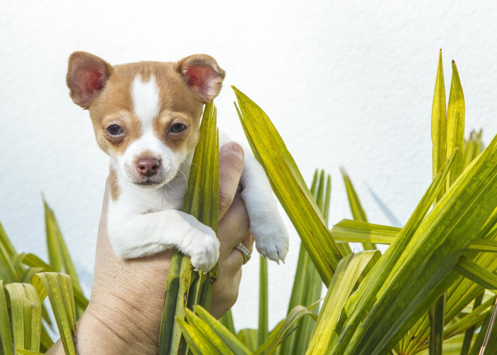 推荐一款”熊猫跑得快有挂没有”原来确实有挂! 推荐一款”熊猫跑得快有挂没有”原来确实有挂!