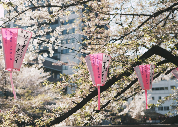 教程辅助!“樱花之盛挂多少钱”开挂(透视)辅助教程