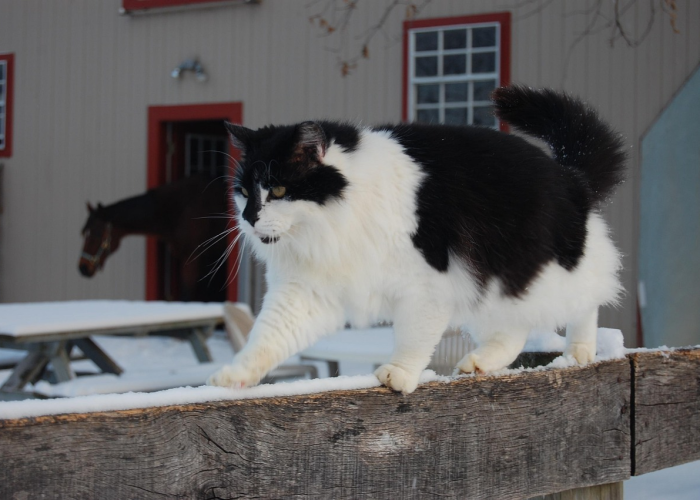 开挂辅助工具“开心泉州麻将有挂吗,是不是真的”(曝光透视必备猫腻) 开挂辅助工具“开心泉州麻将有挂吗,是不是真的”(曝光透视必备猫腻)