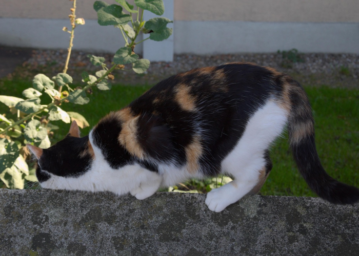 开挂辅助工具“开心泉州麻将有挂吗,是不是真的”(曝光透视必备猫腻) 开挂辅助工具“开心泉州麻将有挂吗,是不是真的”(曝光透视必备猫腻)